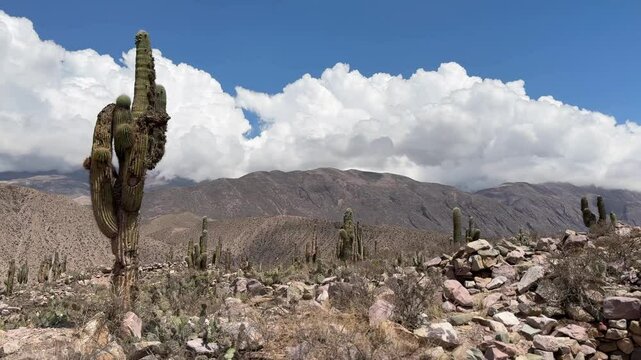 Pucara Tilcara Argentina Cactus Desert 4K