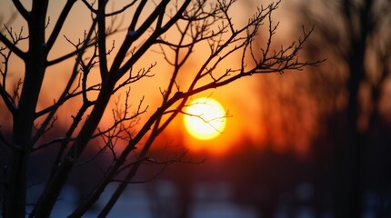 Bare tree silhouettes against a sunset