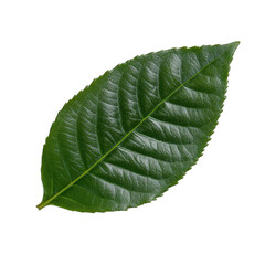 Obraz premium Close-up of a vibrant green leaf. transparent background