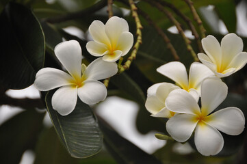 Graceful White Plumeria Blooms Flowers