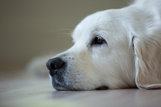 golden retriever adult dog resting closeup