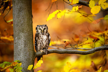 Owl with prey. Boreal owl, Aegolius funereus, perched in colorful beech forest and holds caught mouse. Successful hunter in natural habitat. Tengmalm's owl in autumn nature. Beautiful small owl.