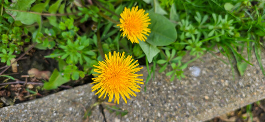 Bright yellow dandelion flowers in a green meadow - Taraxacum