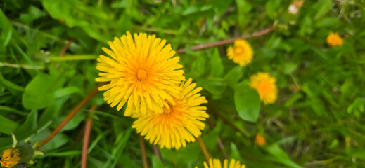 Bright yellow dandelion flowers in a green meadow - Taraxacum