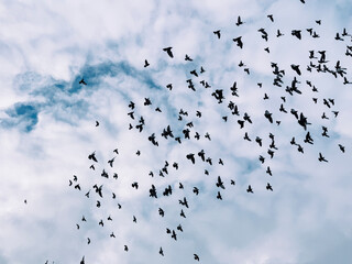 Many pigeons fly against the sky, freedom, flying