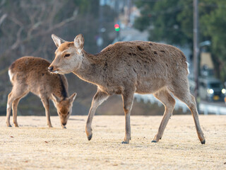 奈良公園飛火野の鹿