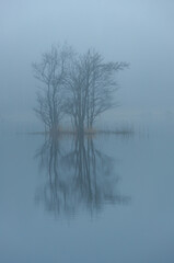 A tiny island with trees in the middle of a lake in early morning mist in Souhern Finland