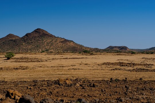 A drought affecting agricultural fields, with parched soil and withered crops under a cloudless sky. 