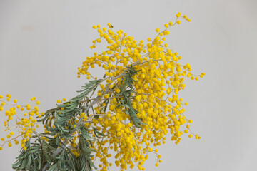 Branch of the yellow flowering mimosa