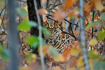 A Amur leopard camouflaged amidst autumn foliage in the forests of eastern Russia, its spotted coat blending with fallen leaves