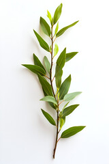 Naklejka premium Fresh sprig of green leaves against a white background. Perfect for natural, herbal, or botanical designs.