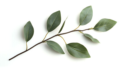 Green leaves branch isolated on white background. Perfect for design projects needing a natural, elegant touch.