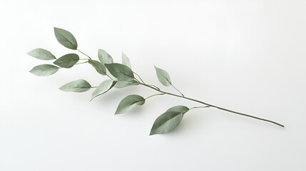Obraz premium Elegant sprig of green leaves on a white background. Perfect for minimalist designs and nature-themed projects.