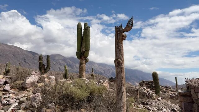 Pucara Tilcara Argentina Cactus Desert 4K