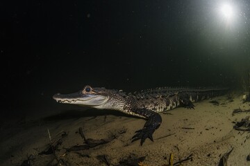 A Chinese alligator resting in shallow waters of a marshland in the Yangtze River basin, its armored scales gleaming.