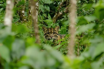 Obraz premium A clouded leopard stealthily moving through the dense foliage of a Southeast Asian jungle, its eyes keen and alert