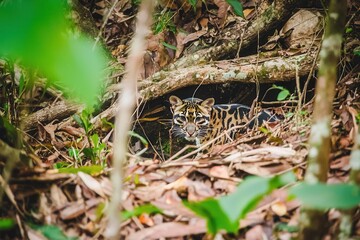 Fototapeta premium A clouded leopard stealthily moving through the dense foliage of a Southeast Asian jungle, its eyes keen and alert