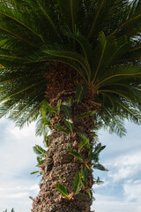 Close-Up of Palm Tree Trunk with old and young Leaves on the blue sky background