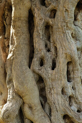 Close-up of textured tree bark with moss from an ancient centuries-old Mediterranean olive tree
