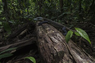 Fototapeta premium A clouded monitor lizard exploring a fallen tree trunk in the jungles of Borneo, its forked tongue flicking in curiosity