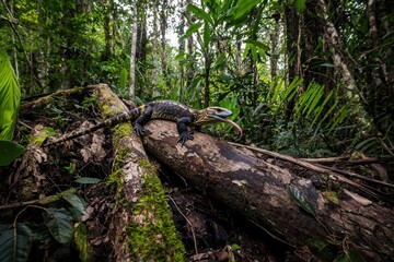 Fototapeta premium A clouded monitor lizard exploring a fallen tree trunk in the jungles of Borneo, its forked tongue flicking in curiosity