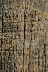 Close-up of rough tree bark texture from a Mediterranean palm tree