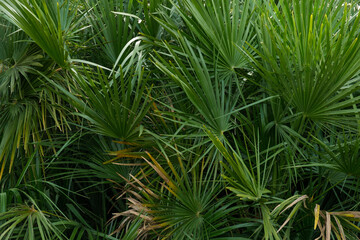 Lush Green Palm Leaves Background