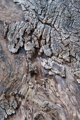 Close-up of textured tree bark with moss from an ancient centuries-old Mediterranean olive tree