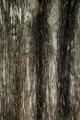 Close-up of textured tree bark from an ancient Mediterranean cypress tree