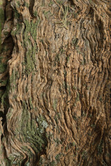 Close-up of textured tree bark with moss from an ancient centuries-old Mediterranean olive tree
