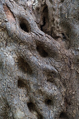 Close-up of textured tree bark with moss from an ancient centuries-old Mediterranean olive tree