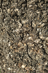 Close-Up of Rugged Palm Tree Bark Texture