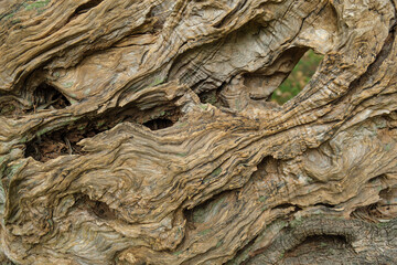 Close-up of textured tree bark with moss from an ancient centuries-old Mediterranean olive tree