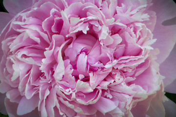 Peony bloom,  plant, Paeonia, garden, spring in Minnesota.