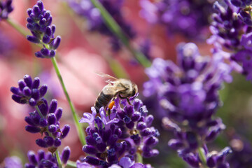A honeybee collects nectar from vibrant purple lavender flowers in bright sunlight. The macro shot captures the bee&rsquo;s delicate wings, fuzzy body, and intricate floral details.