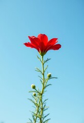 Red flower with green buds against blue sky