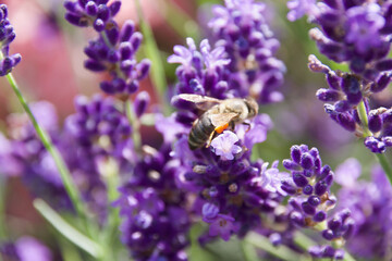 A honeybee collects nectar from vibrant purple lavender flowers in bright sunlight. The macro shot captures the bee’s delicate wings, fuzzy body, and intricate floral details.