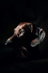 Portrait of a brindle dachshund