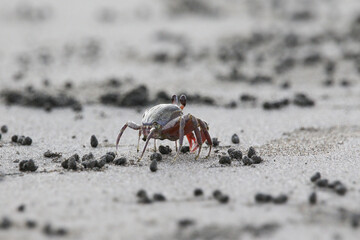 砂浜のカニ