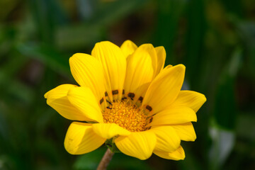 Bright yellow flower blooms vibrantly under the warm sun in a lush green garden during springtime