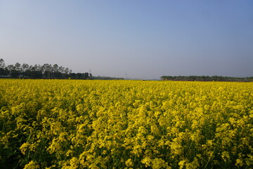 Fototapeta premium Mustard field with yellow flowers.