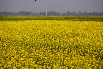 Mustard field with yellow flowers.