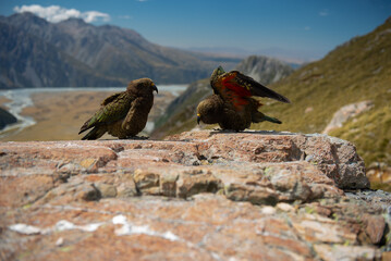 Mount Cook Kea New Zealand