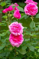Beautiful blooming flowers in a city park in Innsbruck. Pink rose in the garden
