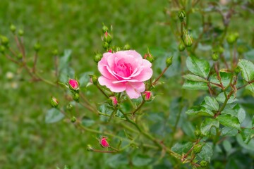 Beautiful blooming flowers in a city park in Innsbruck. Pink rose in the garden