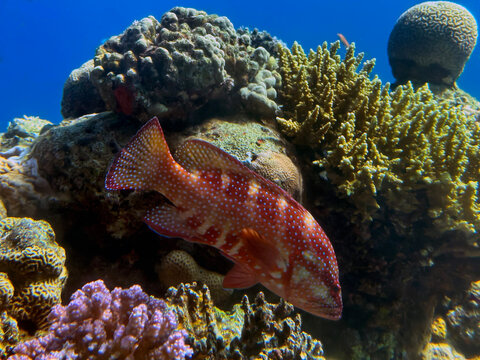 The blacktip grouper (Epinephelus fasciatus), or redbanded grouper, blacktipped cod, black-tipped rockcod, footballer cod