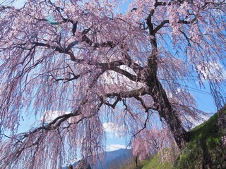 岐阜県下呂市はぎわら桜まつり　岩太郎のしだれ桜