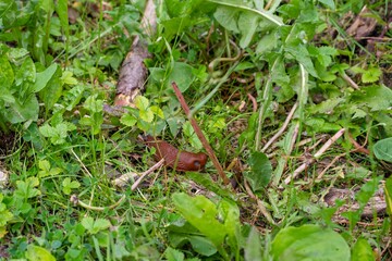 Bright brown slug among fresh green grass in the Alps.