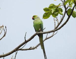 this is a medium shot of a green parrot perched on a tree branch likely taken during the daytime.