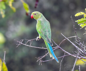 this is a medium shot of a green parrot perched on a tree branch likely taken during the daytime.